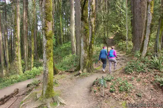 Dogwood Wild Cherry Trail Portland