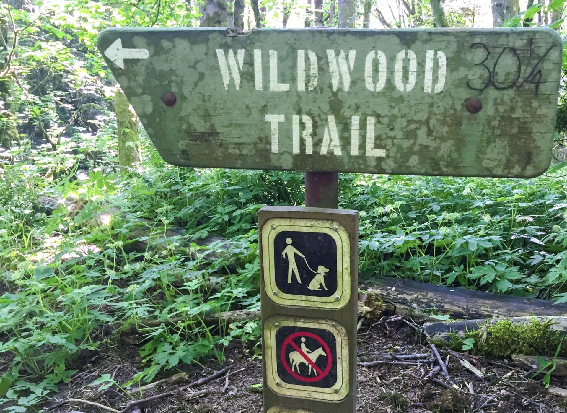 Wildwood Trail Forest Park