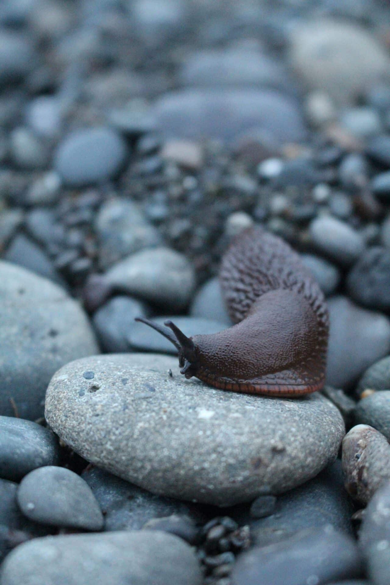 First Beach La Push